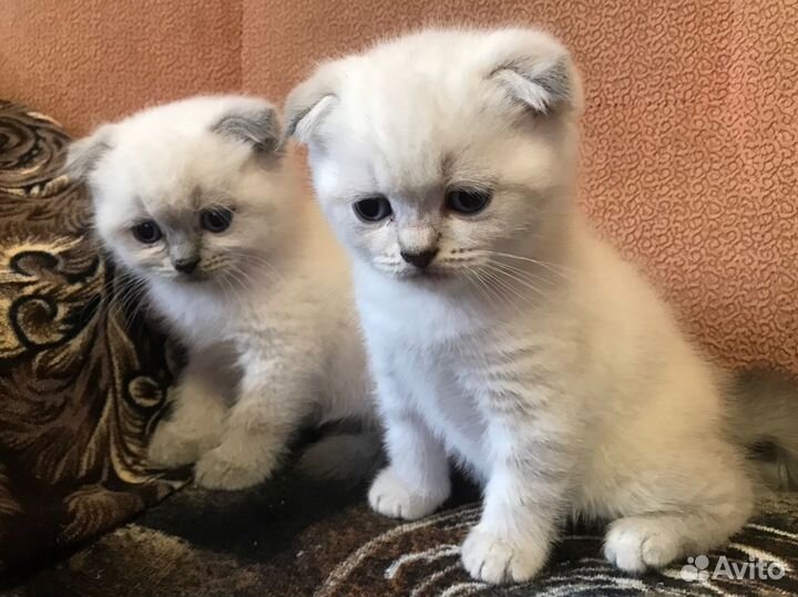 Шотландские котята