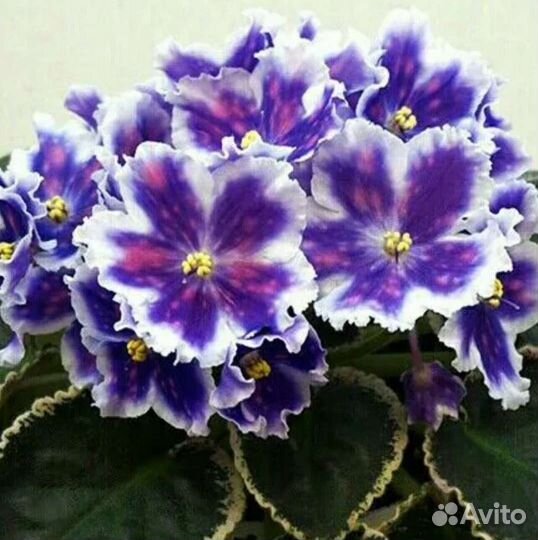 Сортовые фиалки