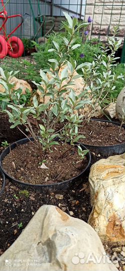 Лох серебристый