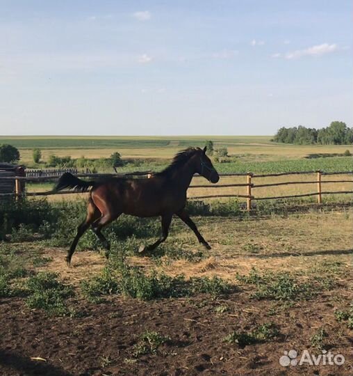 Лошадь Рысак