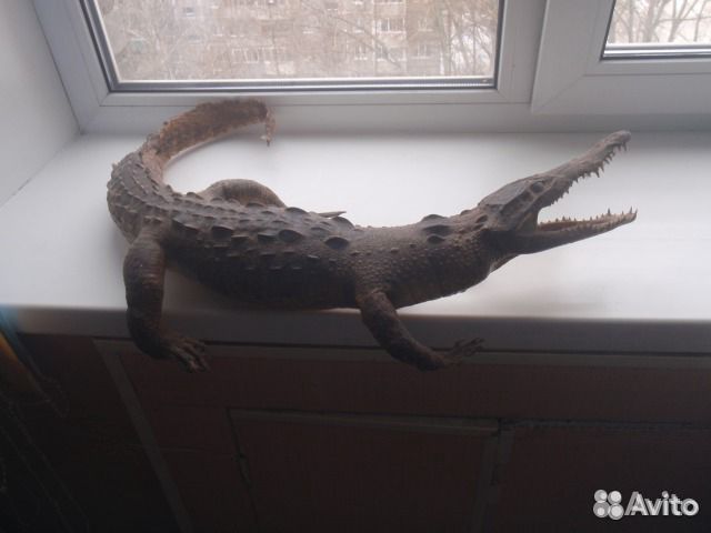 Чучело натурального крокодила