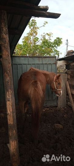 Мясо конина