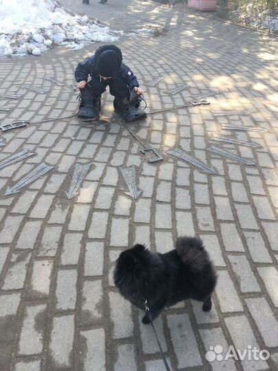 Случка (Вязка) собак, мини шпиц