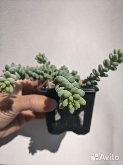 Седум (очиток) буррито. Суккулент