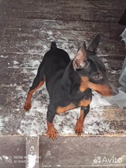 Щенки цвергпинчера