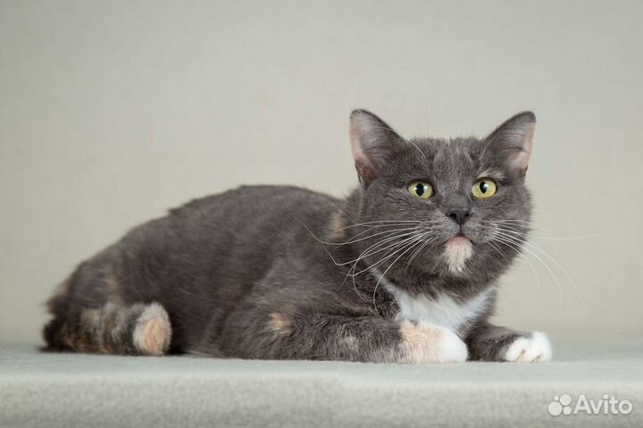 Кошка Леся в добрые руки бесплатно