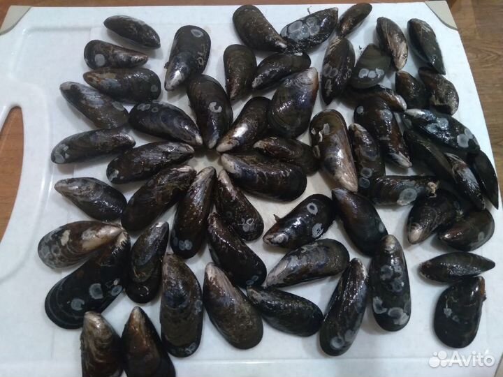 Мидии Свежие