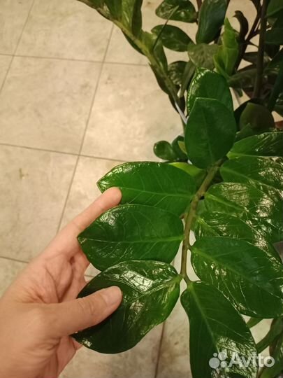 Комнатные цветы часть 3
