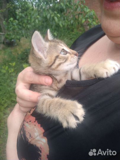 Котята в добрые руки умные сильные