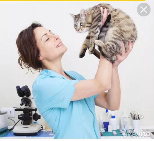 Гуманное усыпление домашних животных с выездом на в Москве | Услуги | Авито