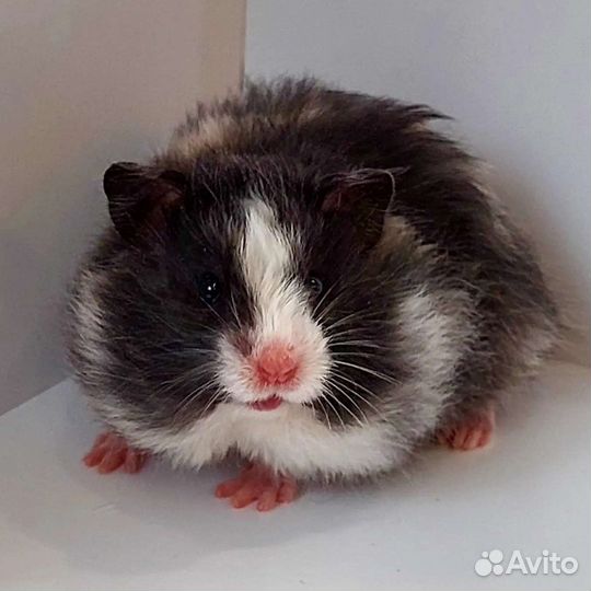 Сирийские хомячки 8 девочек