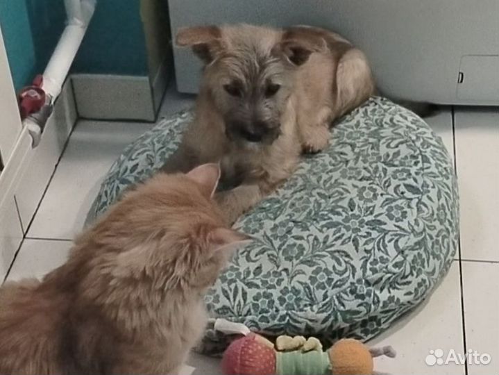 Котособака