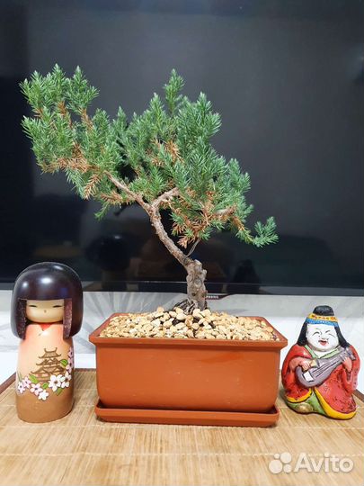 Бонсай из можжевельника