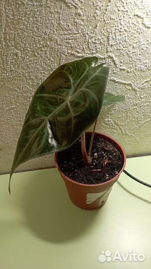 Алоказия Пинк дракон