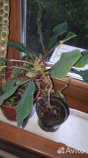 Комнатные цветы