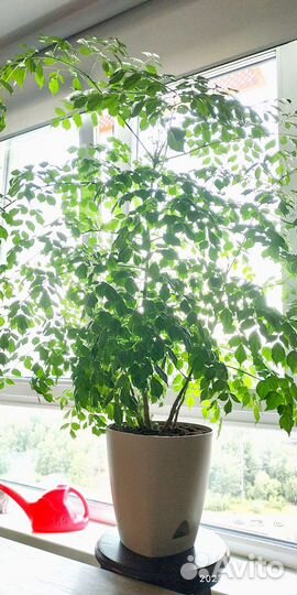 Радермахера синика фикус