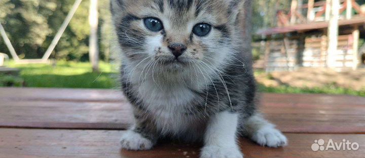 Котёнок