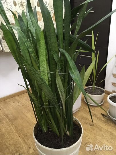 Сансевиерия комнатная