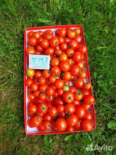 Томаты, яблоки(падалица)