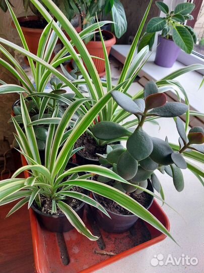 Комнатные цветы