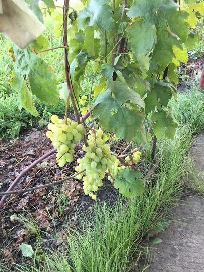 Дача 59 м² на участке 6 сот.