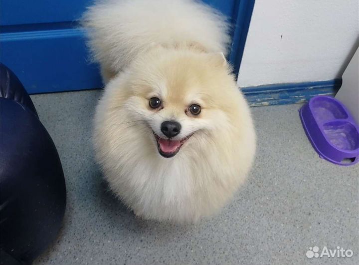 Стрижка собак и кошек. Груминг