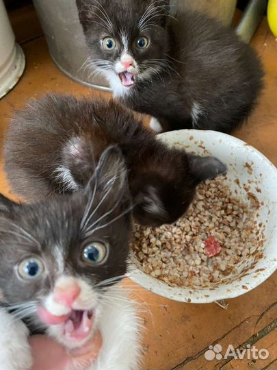 Кошки в добрые руки бесплатно