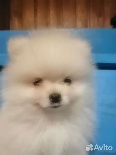 Померанский шпиц