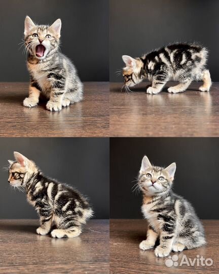 Котята курильского бобтейла кш и пдш