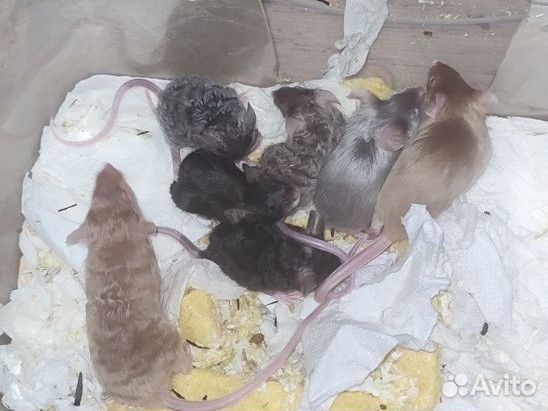 Сатиновые и японские мышки