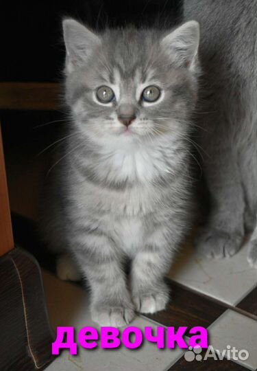 Шотландские котята