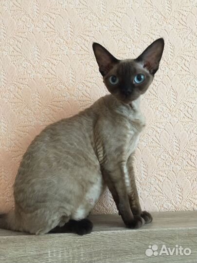 Кошечки циннамон и шоколадный пойнт