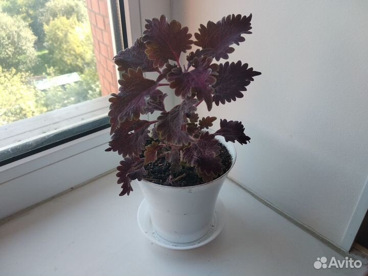 Колеус сортовой