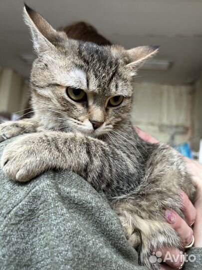 Кошка