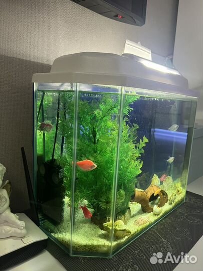 Аквариум с рыбками