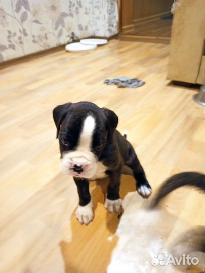 Продам боксер собака