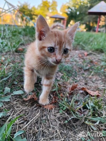 Рыжий котенок