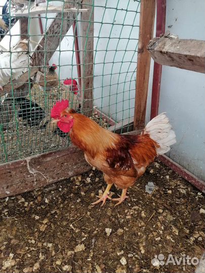 Куры петухи