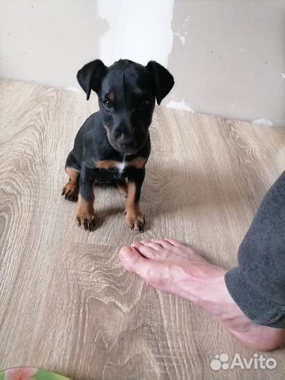 Щенок ягдтерьер охотничий