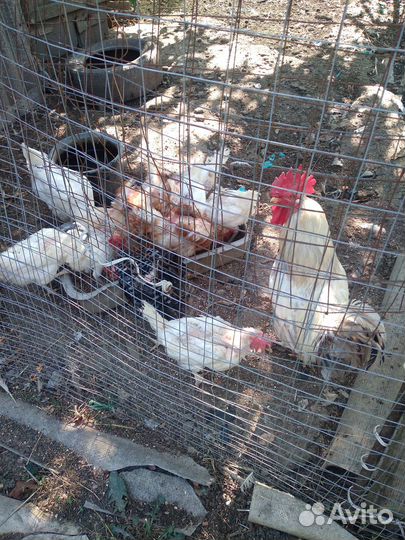 Куры несушки