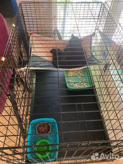 Котик в клетке шанс на жизнь