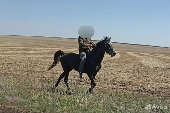Лошади жеребец
