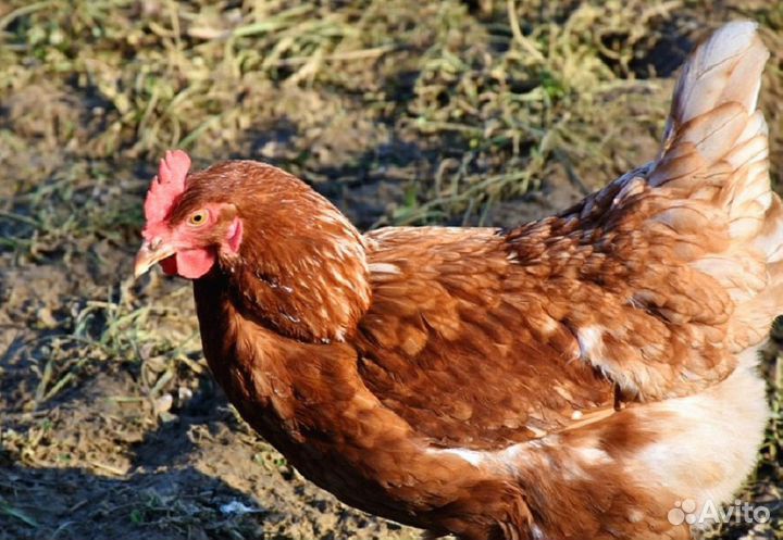 Куры несушки с доставкой