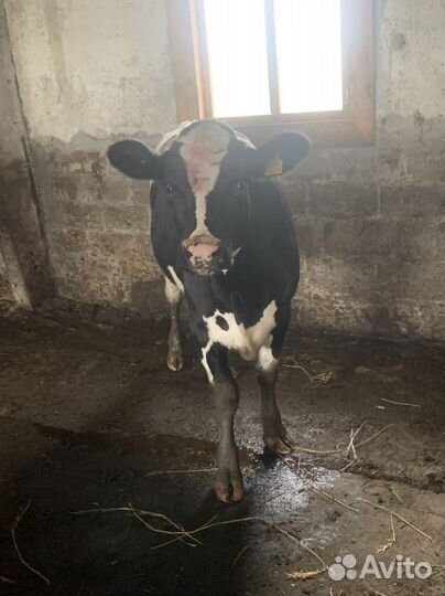 Телки на мясо