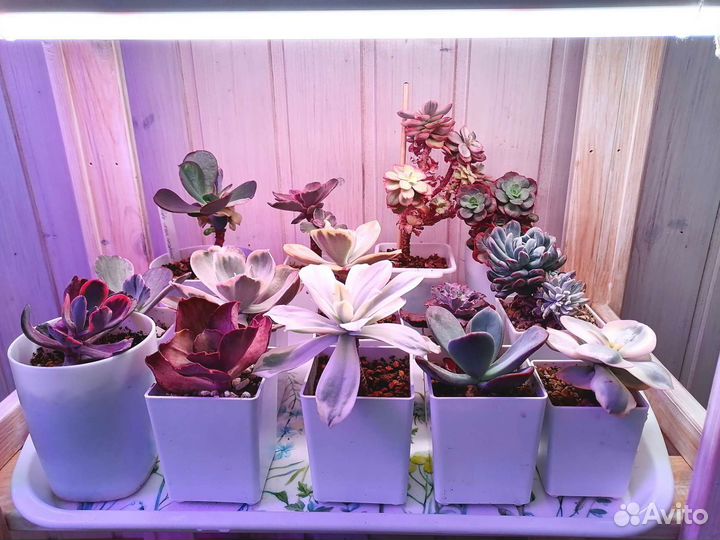 Коллекция эхеверий