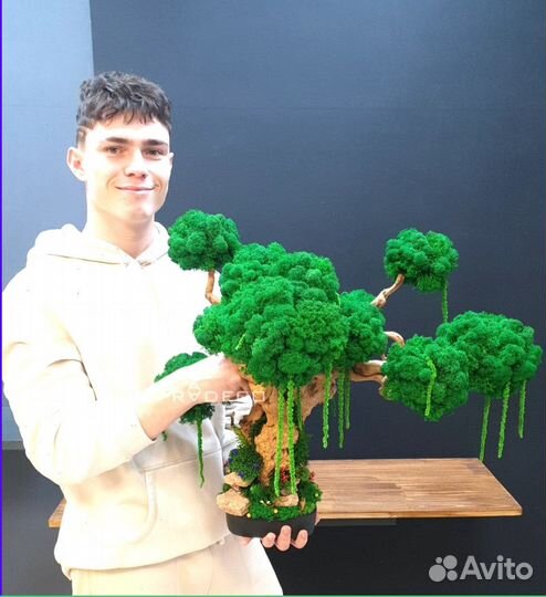 Дерево Бонсай стабилизированный мох