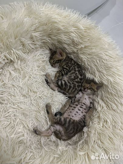Бенгальские котята