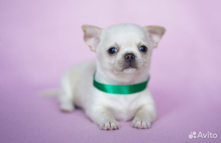 Щенки чихуахуа