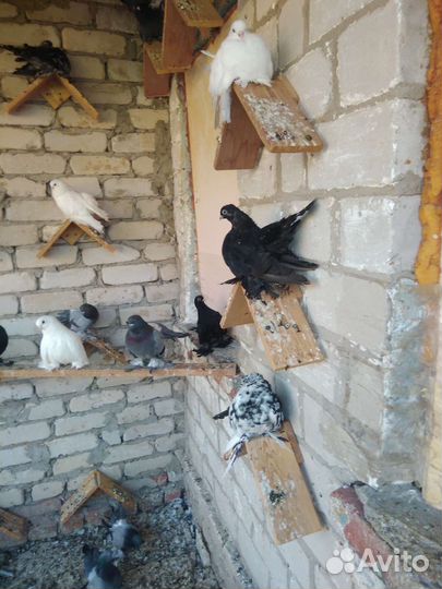 Голуби статные