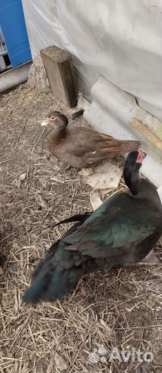 Утята пород индоуток,голубых фаворитов,каюг